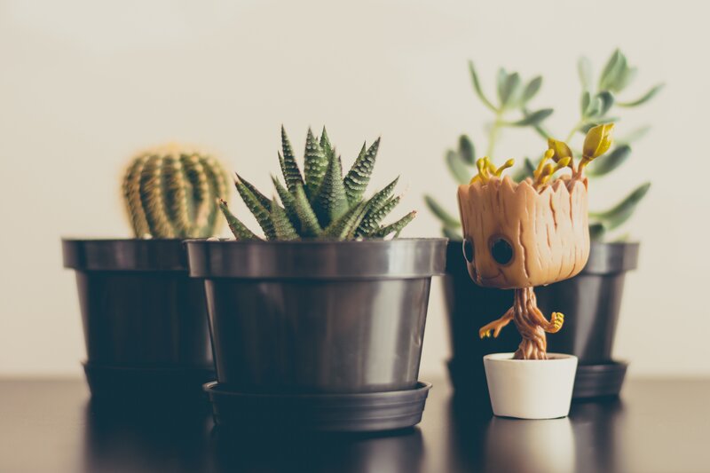 Plants and Groot figurine