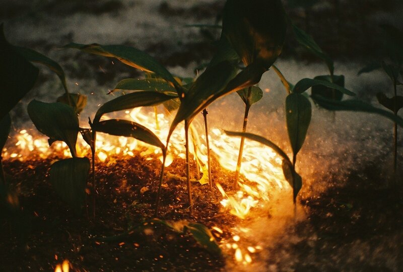 Plants Burning in Soil
