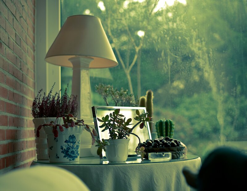 Plants by the window