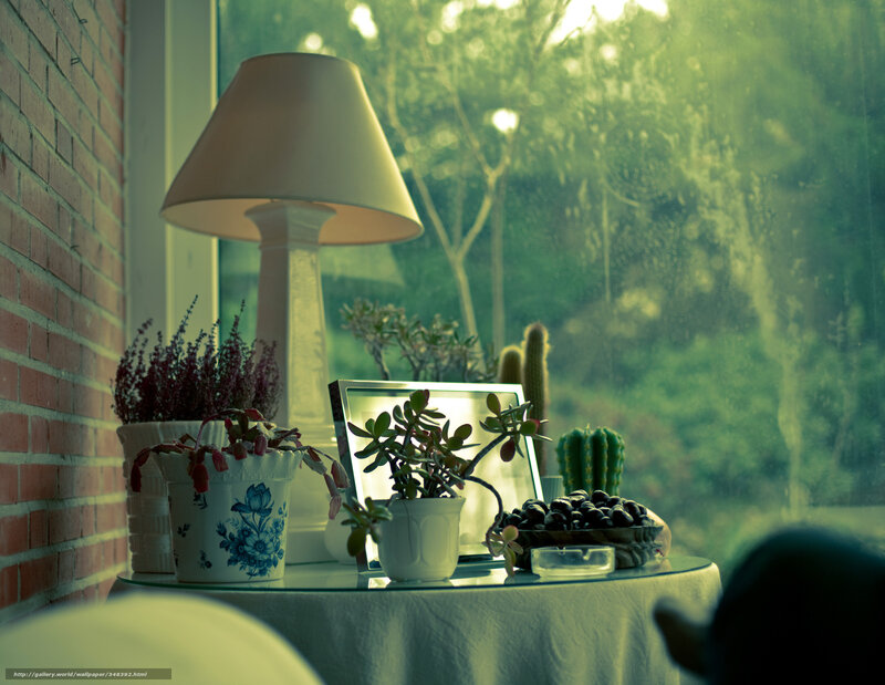 Plants by the window
