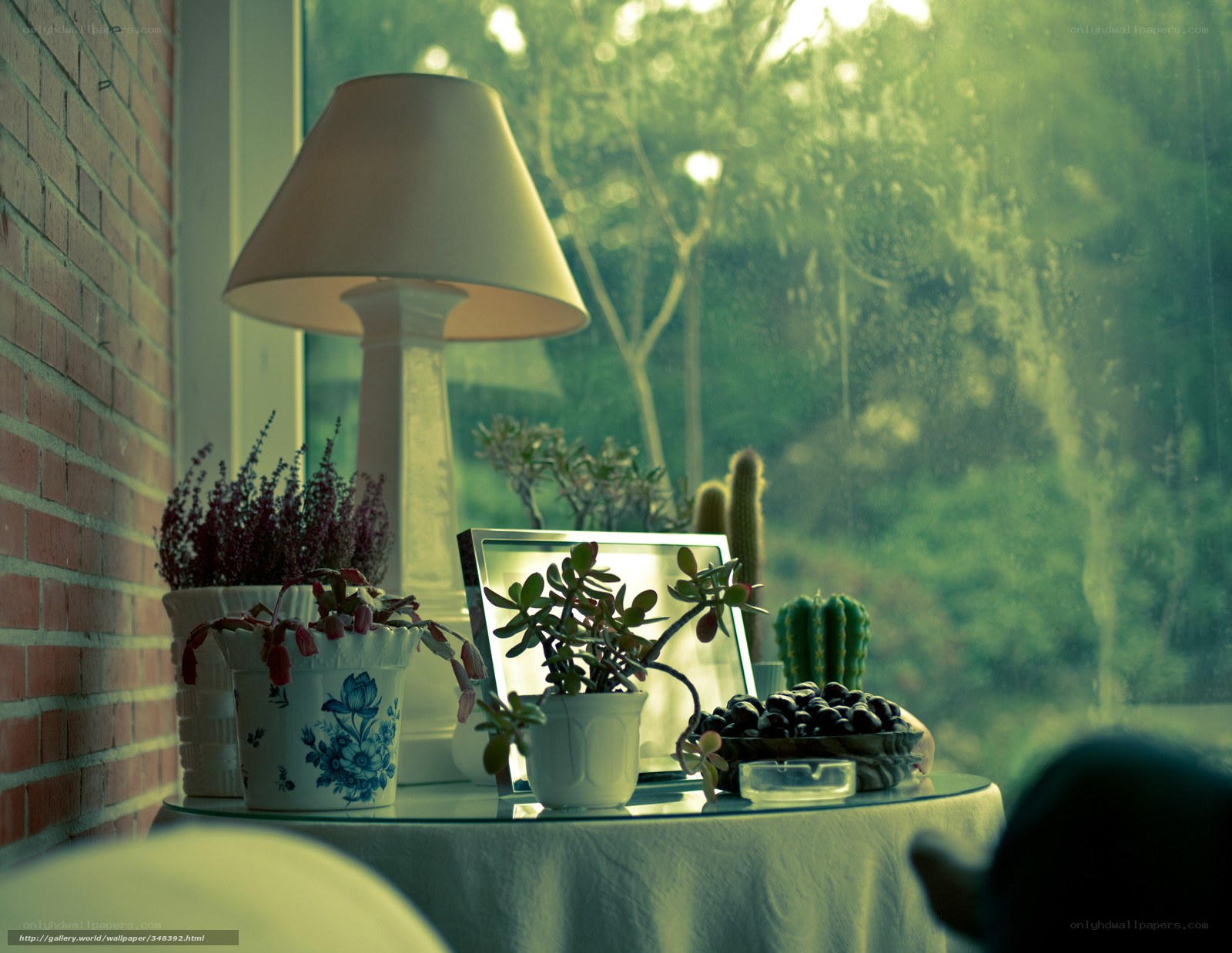 Plants by the window