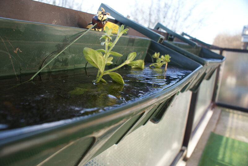 plants growing in a gutter