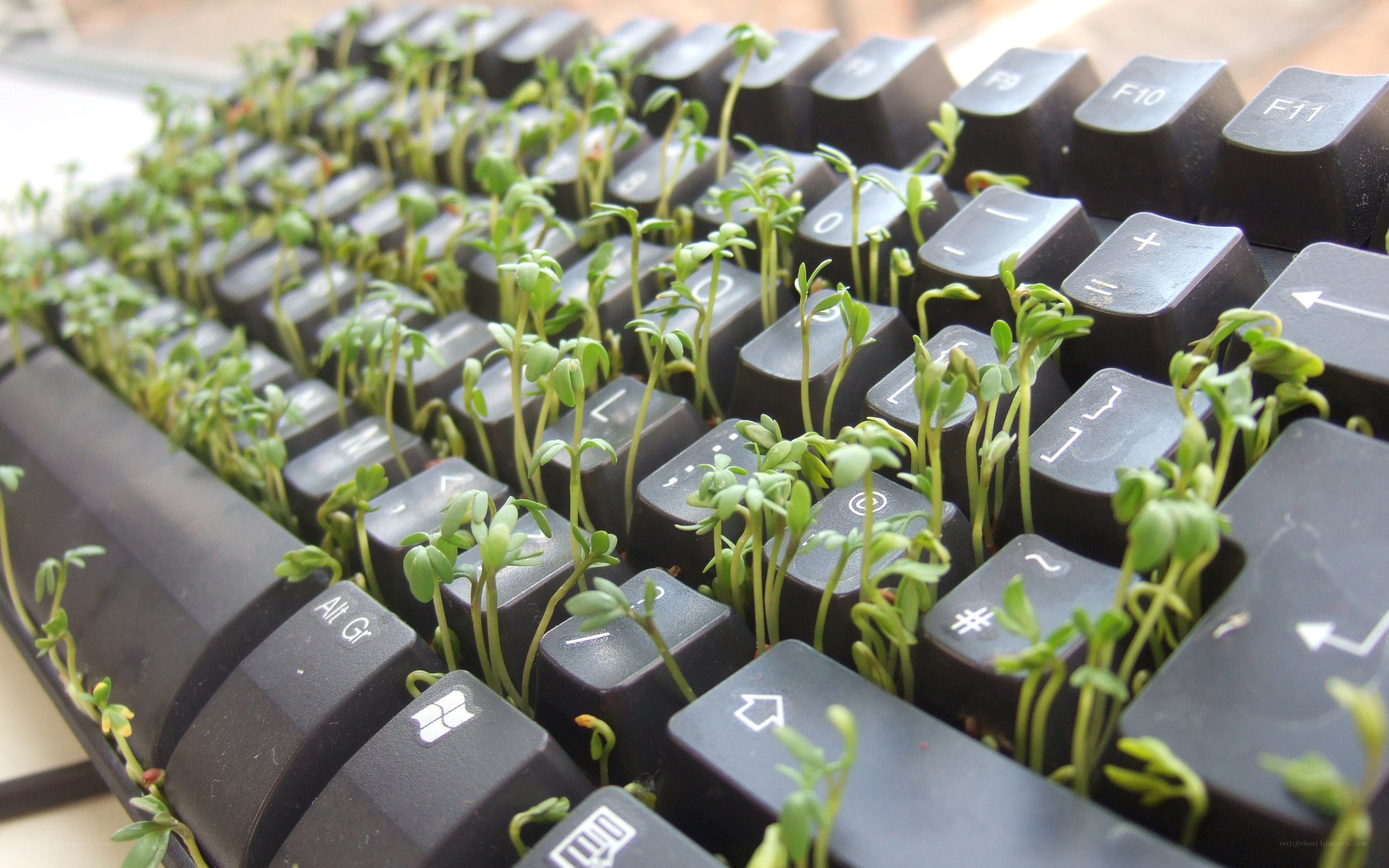 plants growing on keyboard