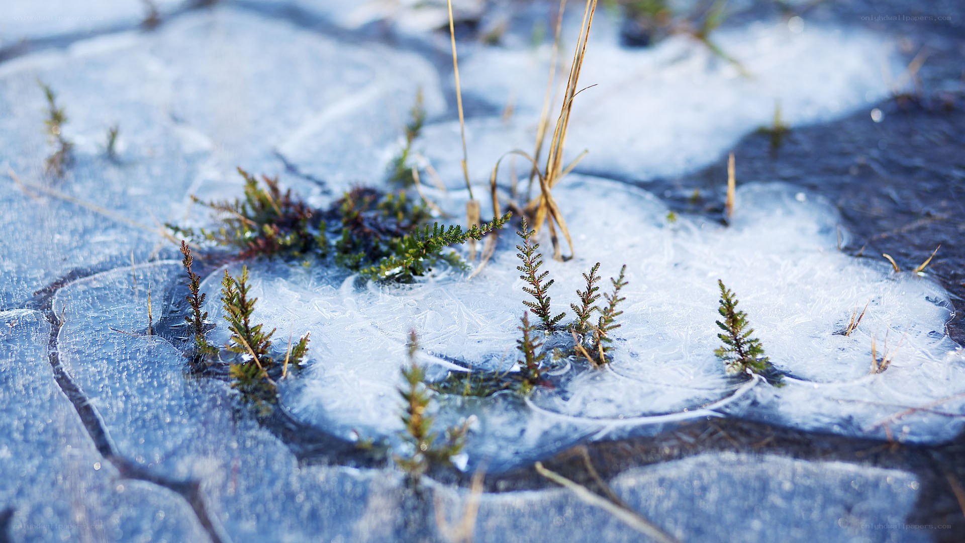 Plants growing through ice
