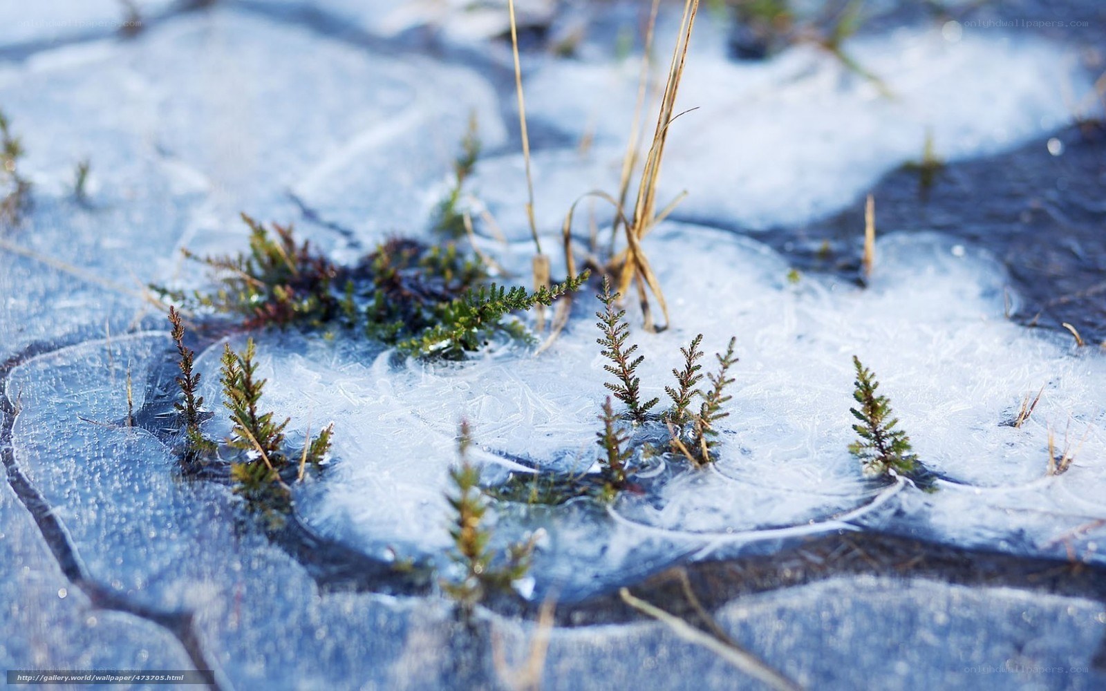 Plants growing through ice