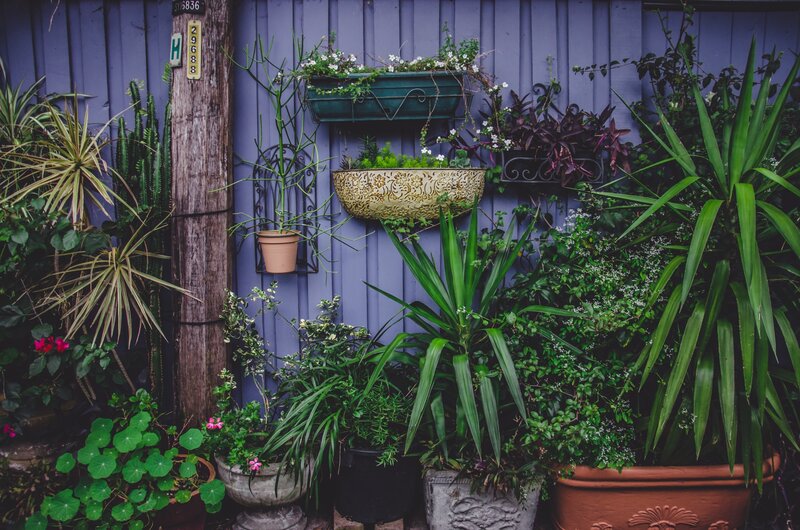 Plants in a garden