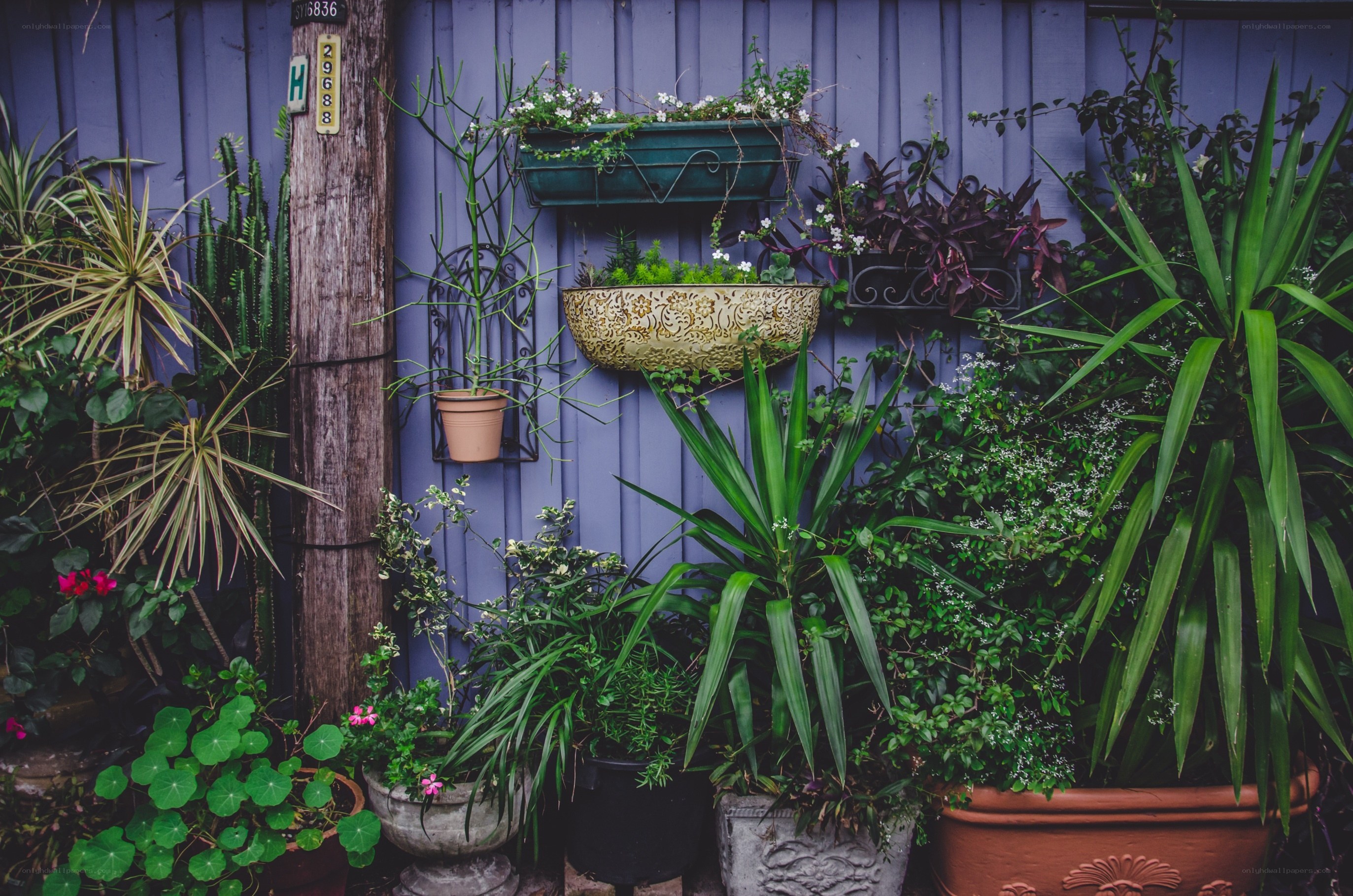Plants in a garden