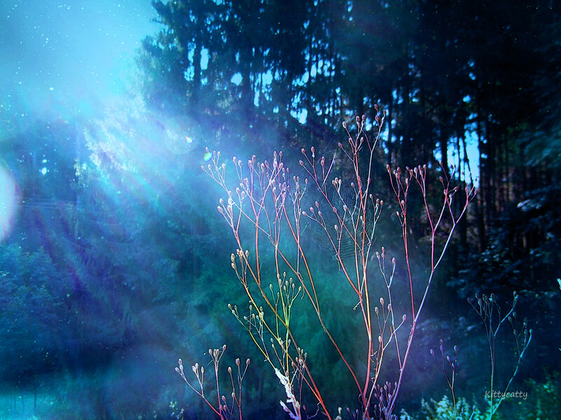 Plants in Forest