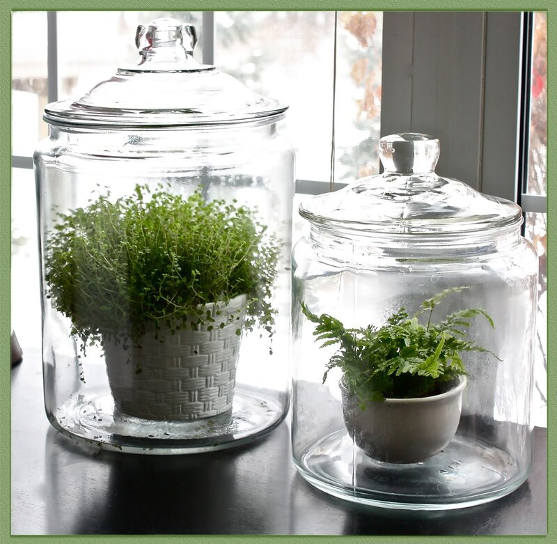 Plants in Glass Jars