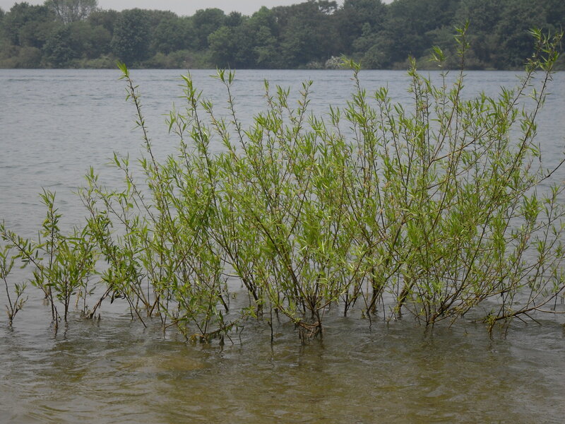 plants in shallow water