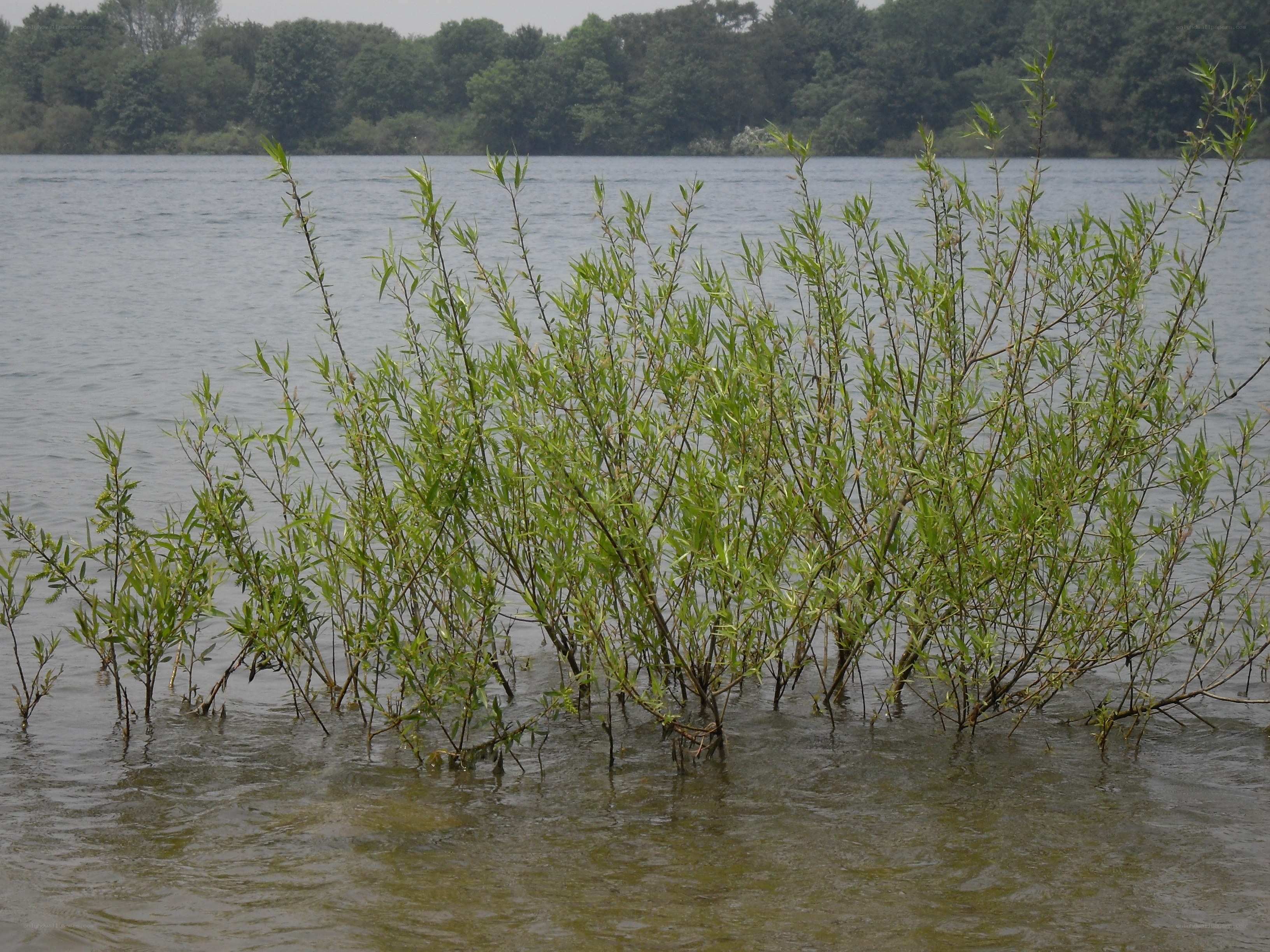 plants in shallow water