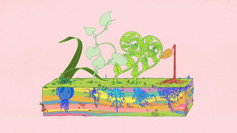 Plants in Soil Cross-section