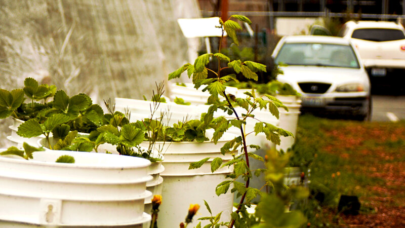 Plants in White Buckets