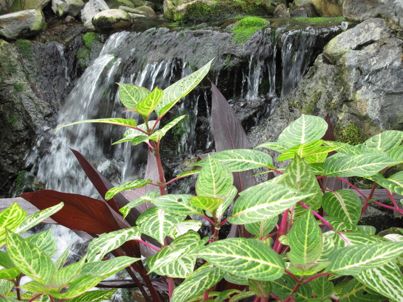 Plants Near Waterfall