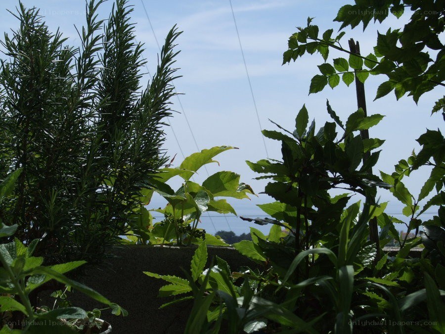 Plants on a sunny balcony