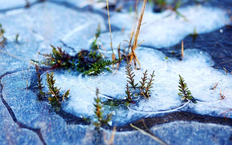 Plants Through Ice
