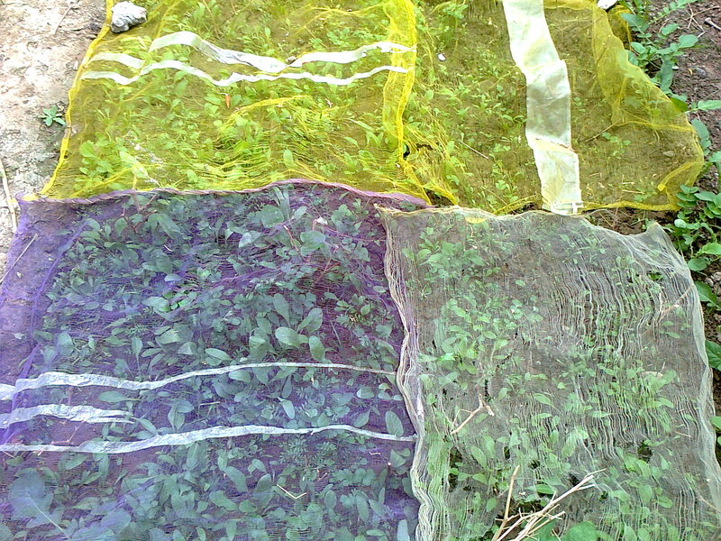 Plants under Nets