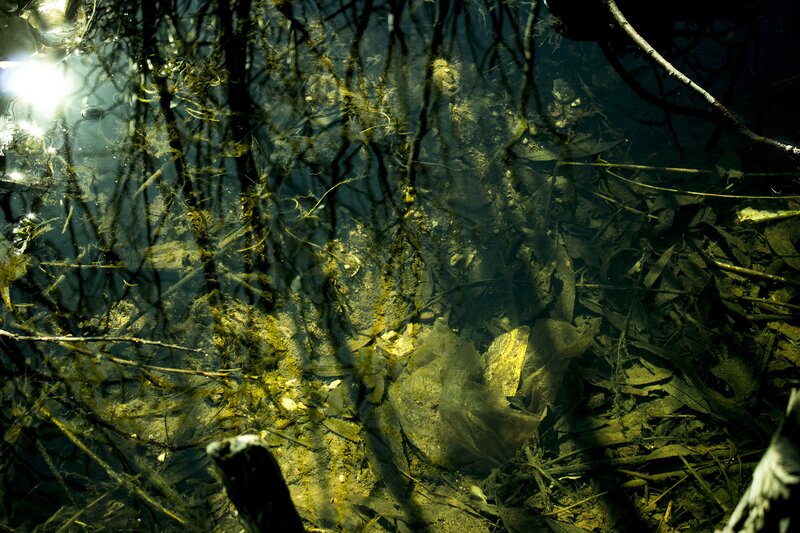 Plastic Bag in Water