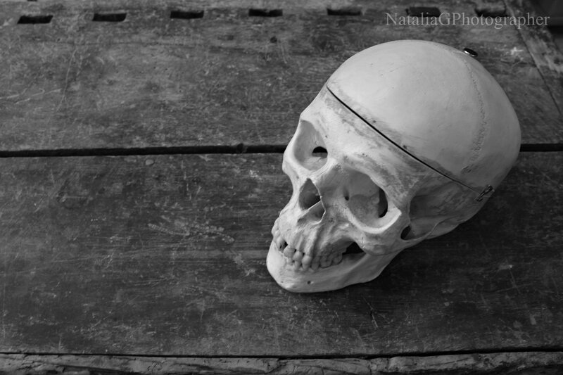 Plastic Skull Model