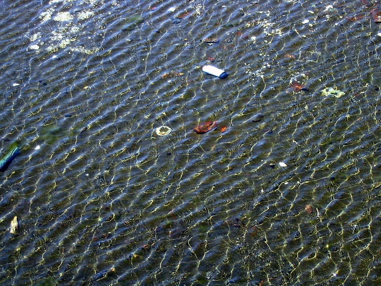 Plastic waste in shallow water