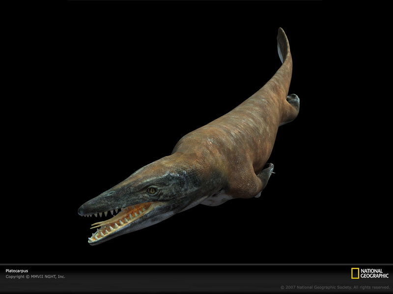 Platecarpus prehistoric marine reptile
