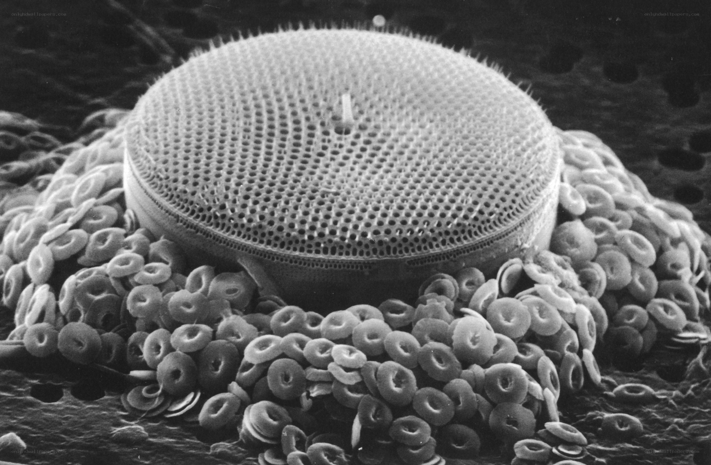 Platelet aggregation on a stent