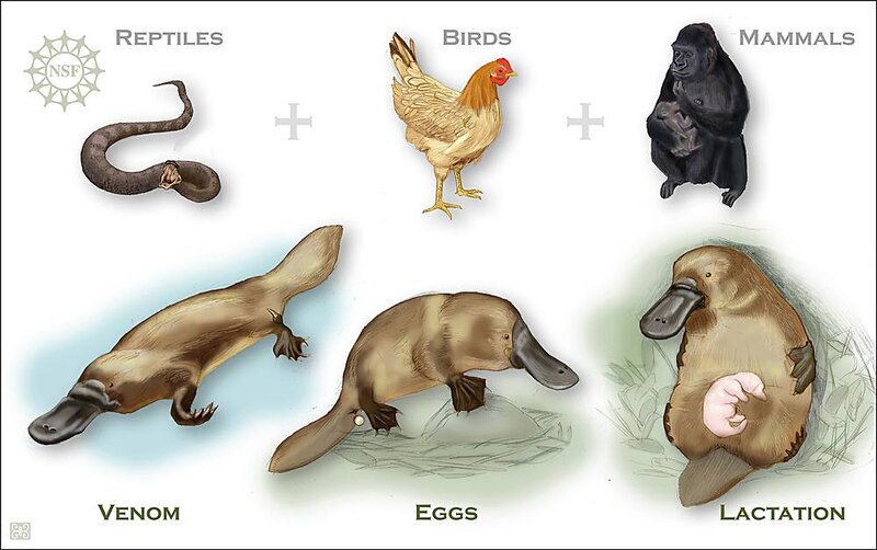 Platypus: A Unique Mammal