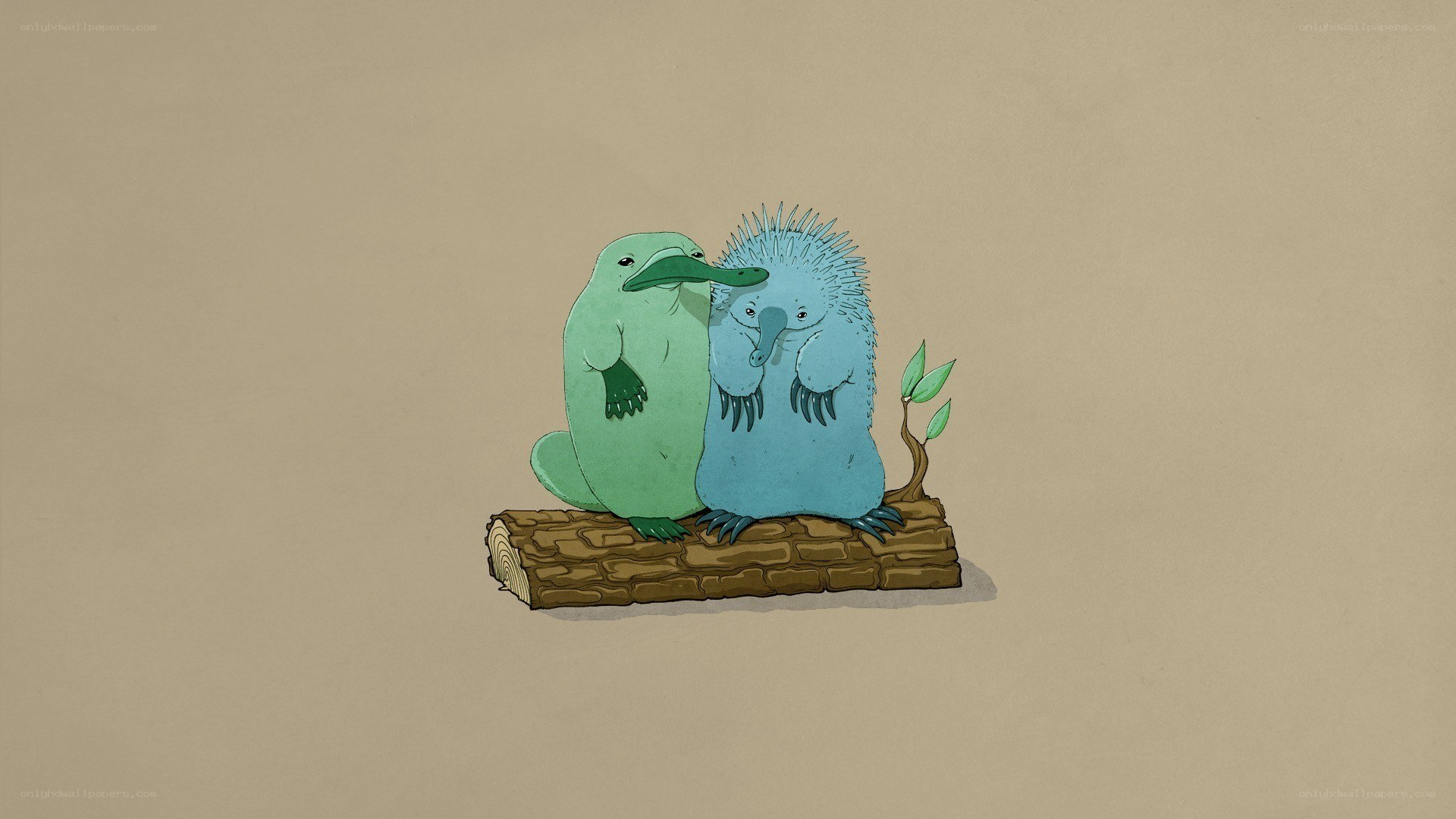 Platypus and echidna illustration