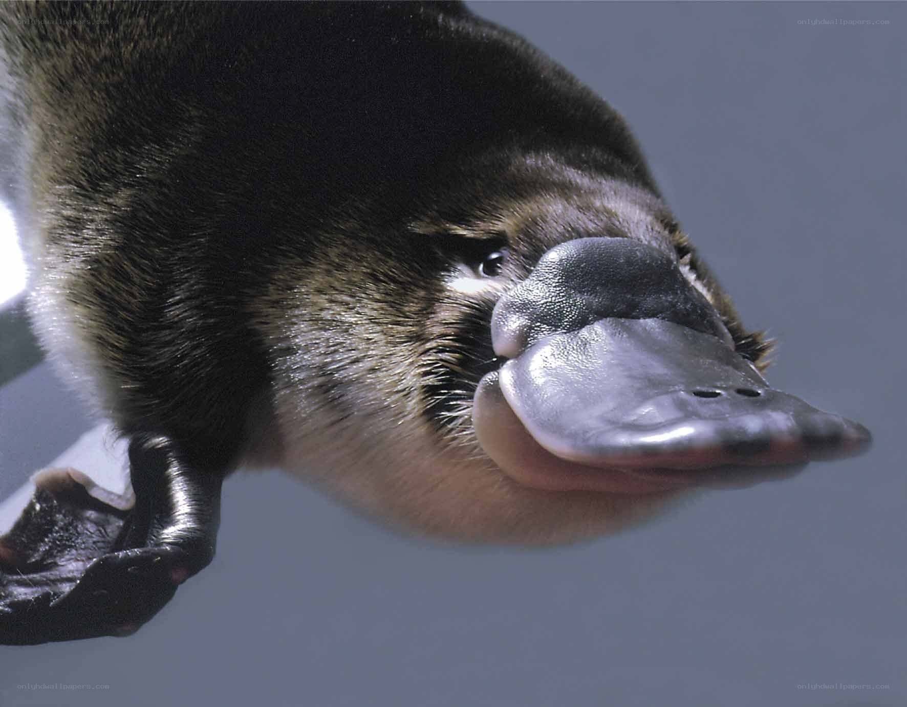 Platypus close-up portrait