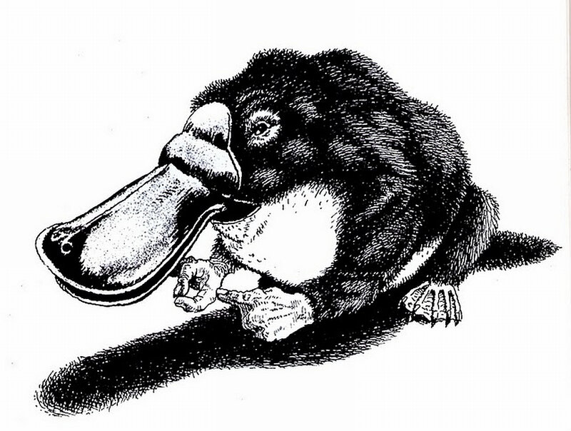 Platypus drawing illustration
