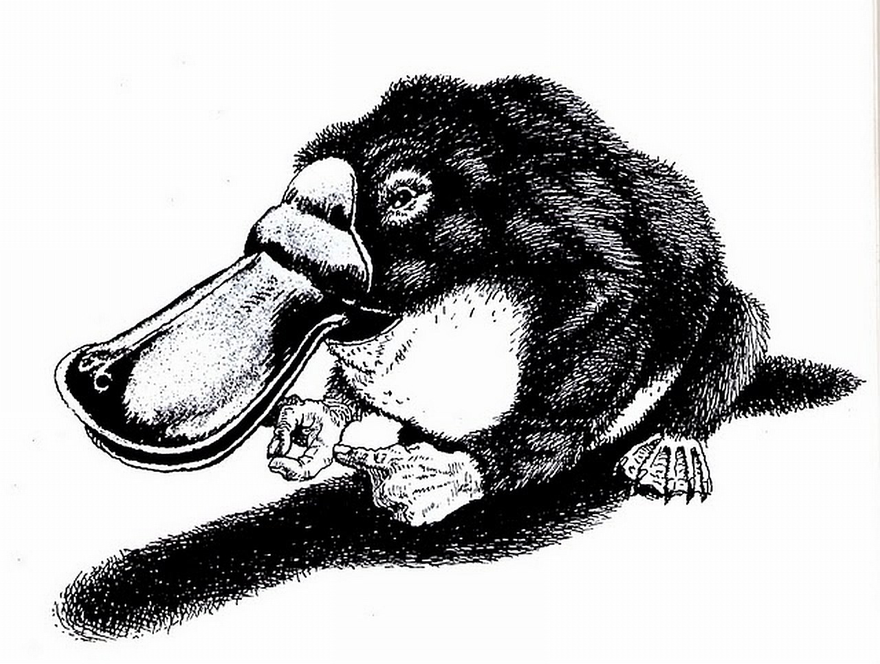Platypus drawing illustration
