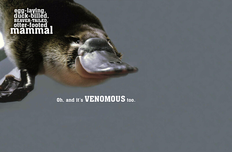 Platypus facts and venom