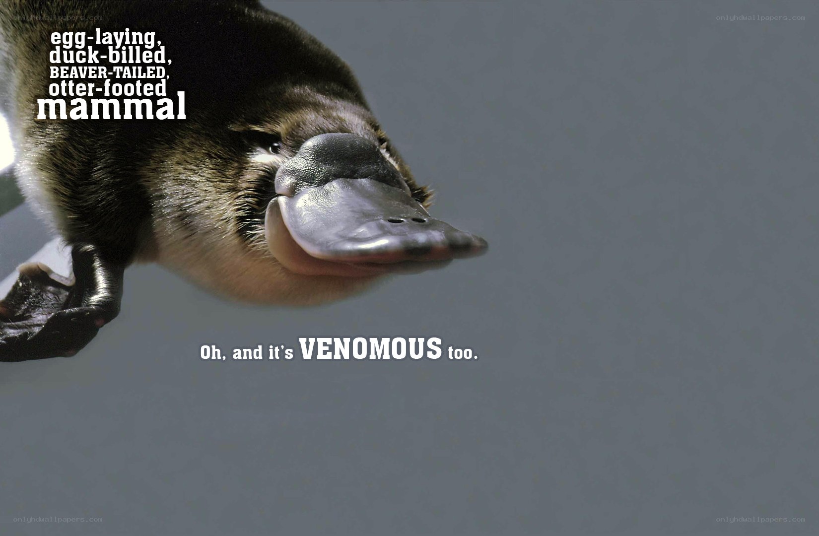 Platypus facts and venom