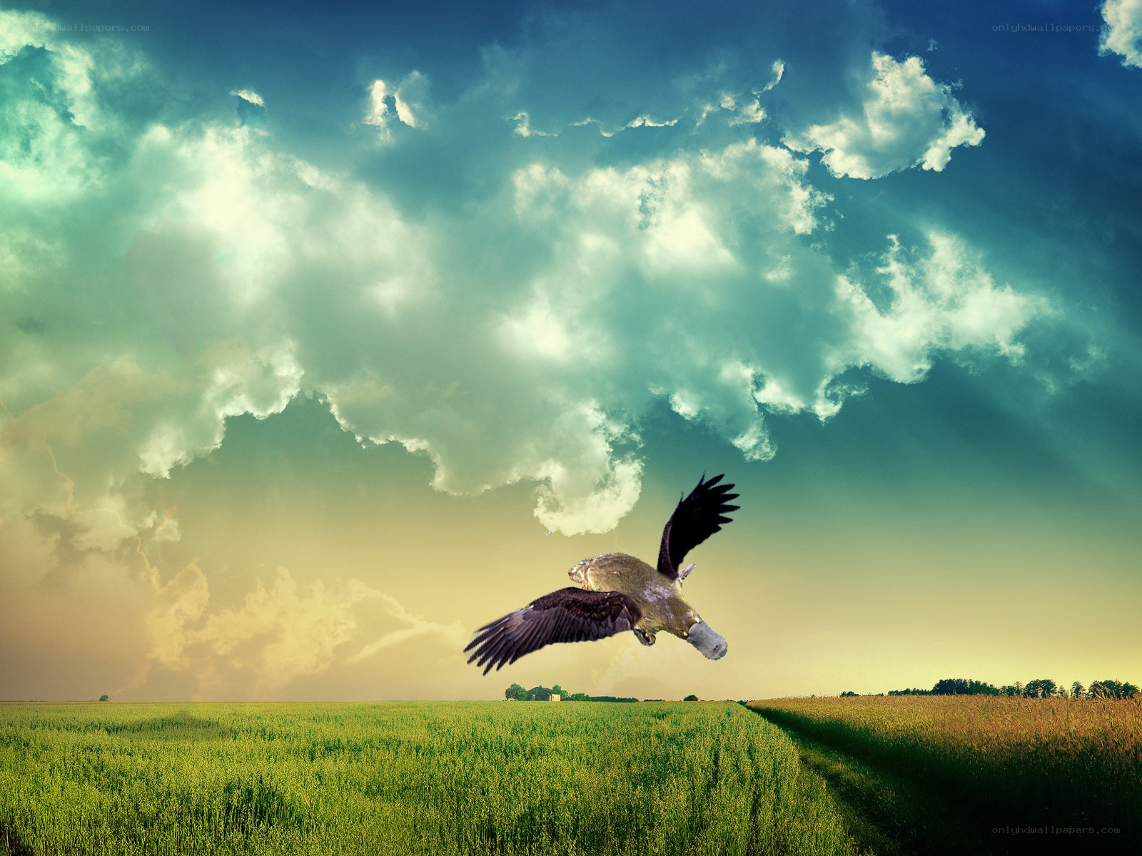 Platypus flying over a field