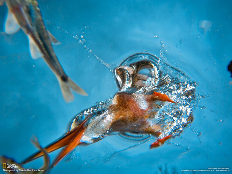 Platypus hunting underwater