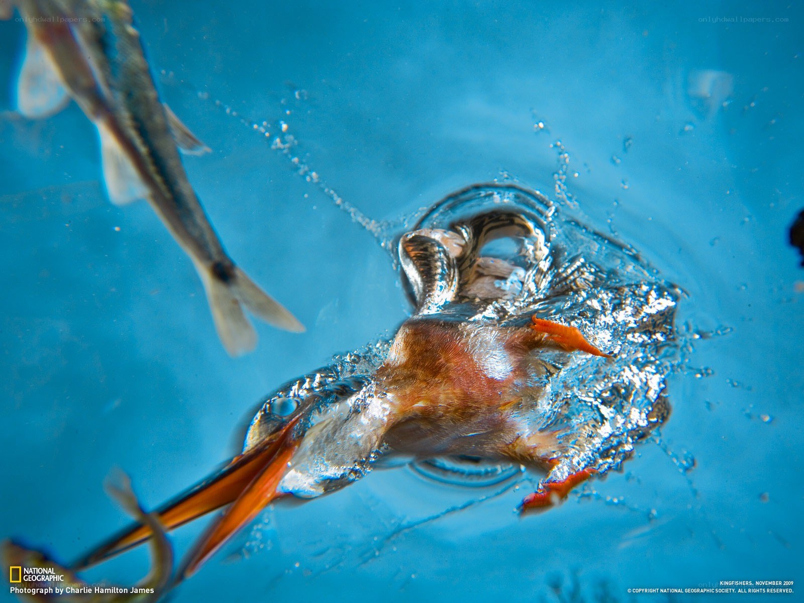 Platypus hunting underwater