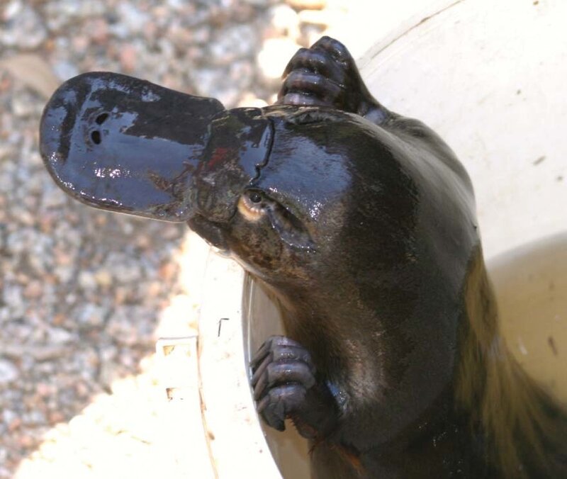 platypus in a container