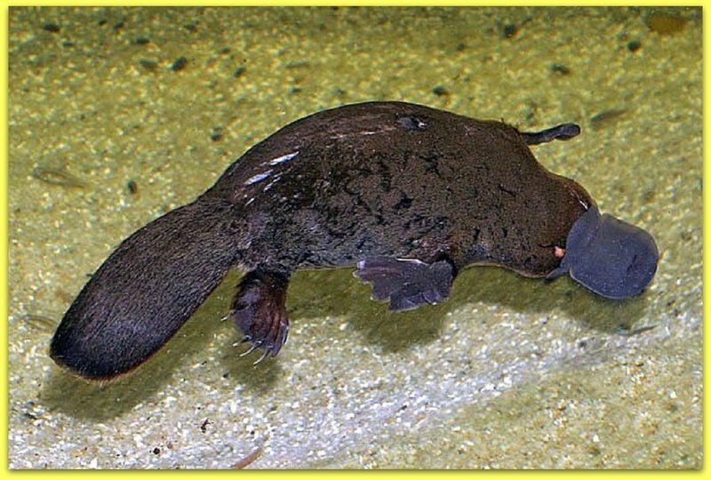 Platypus in Water