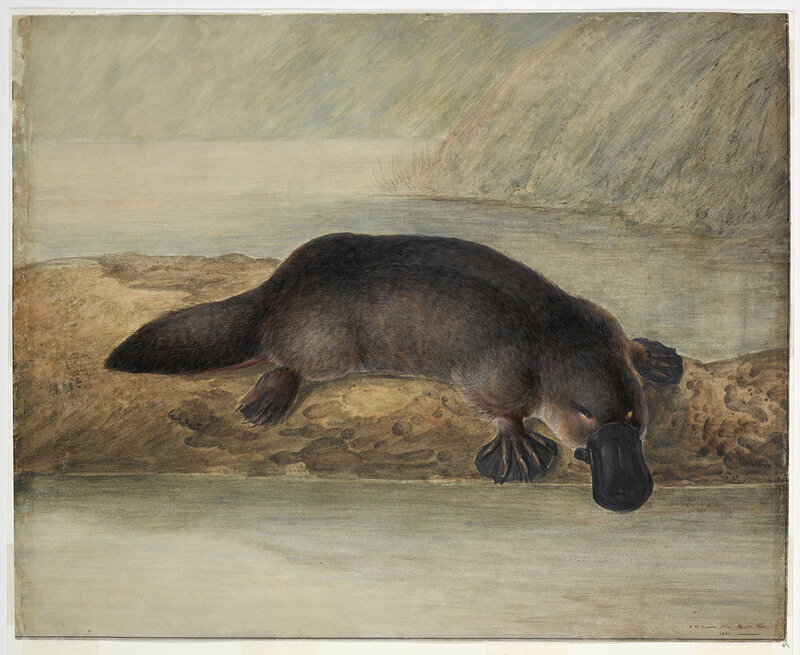 Platypus on a log