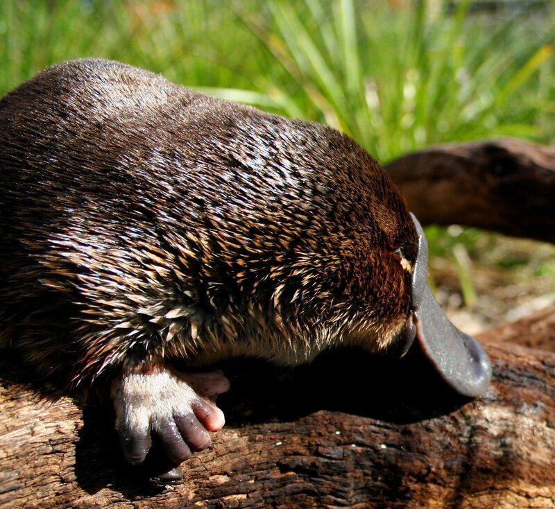 Platypus on a log