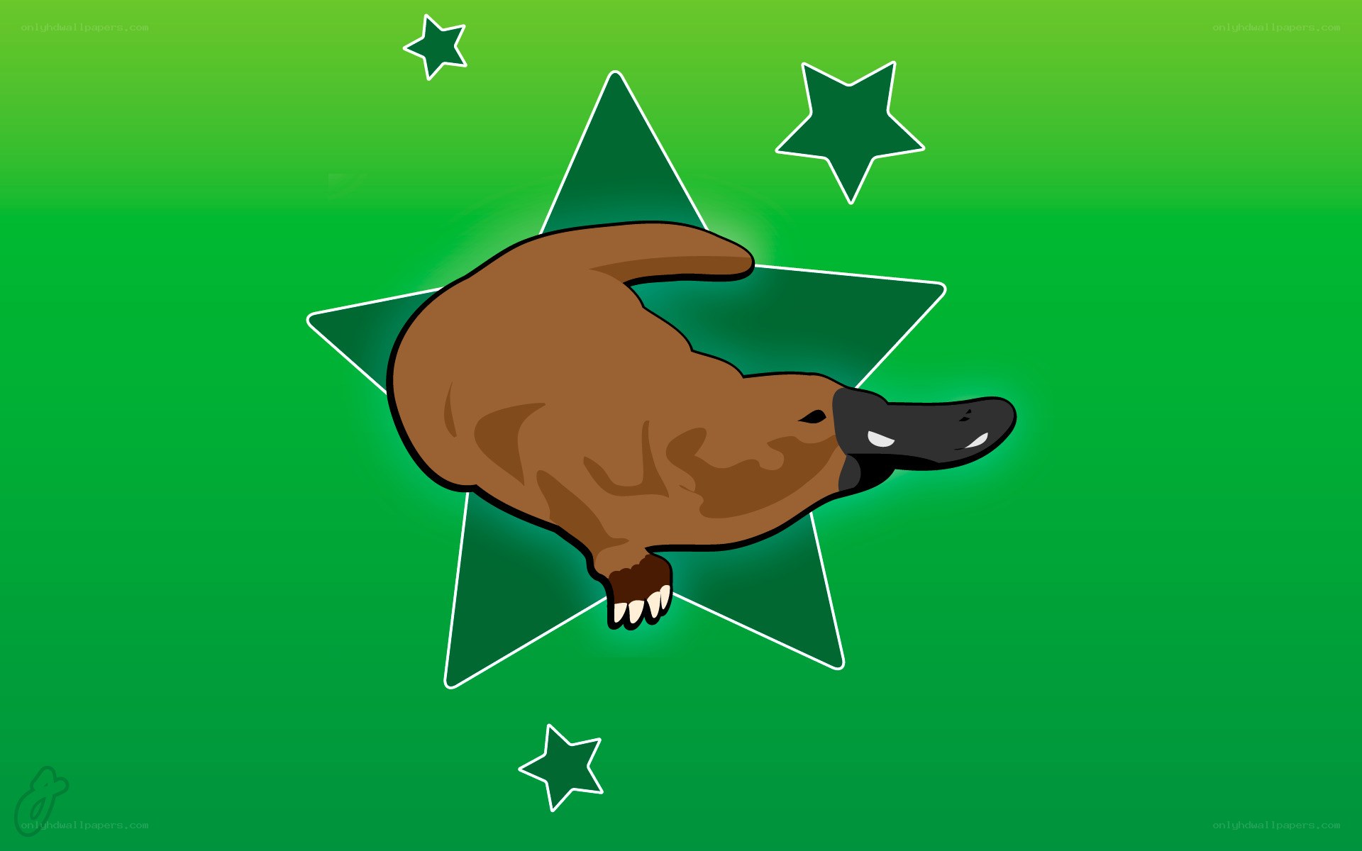 Platypus on a star