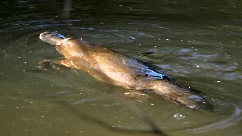 Platypus Swimming in Water