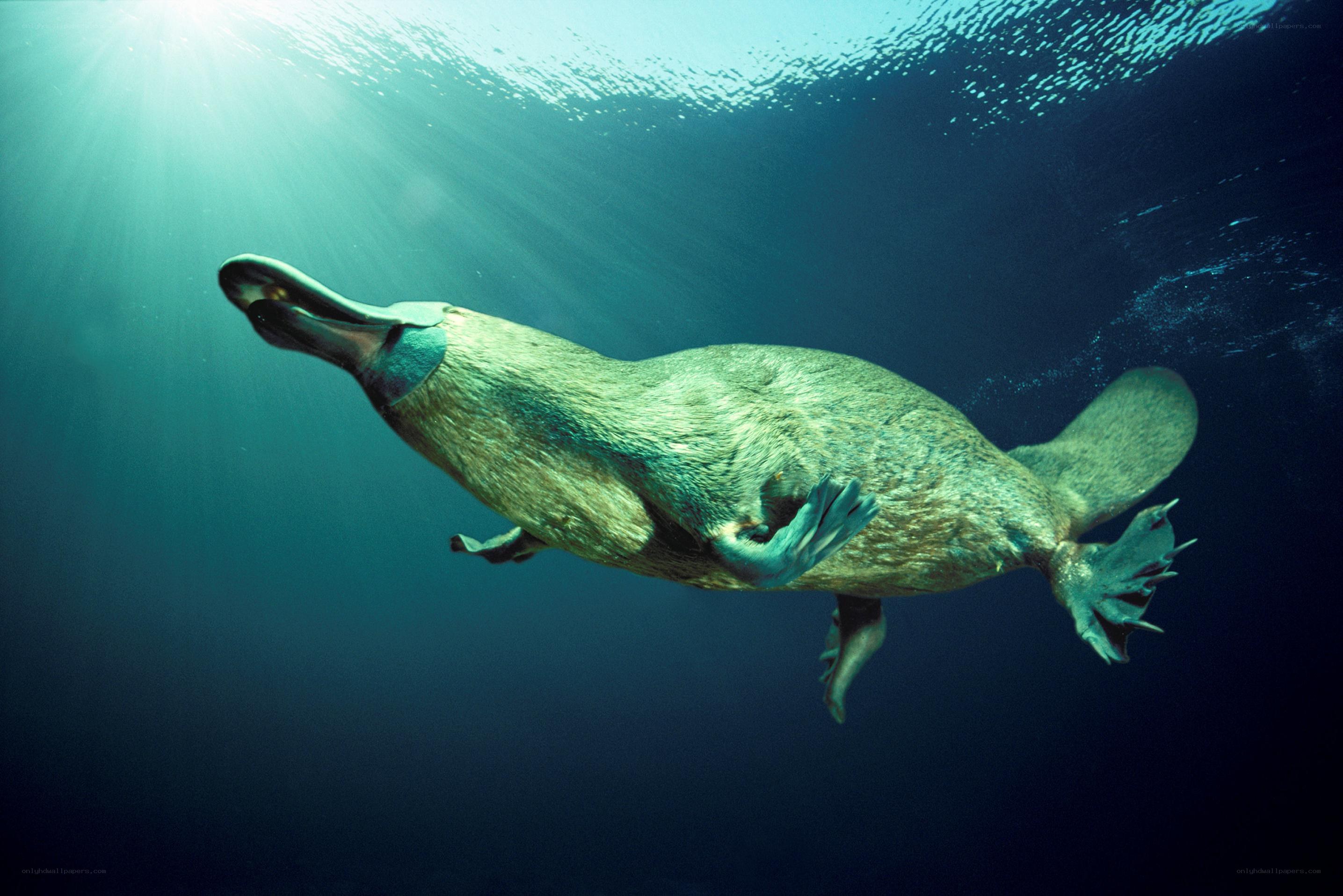 Platypus swimming underwater