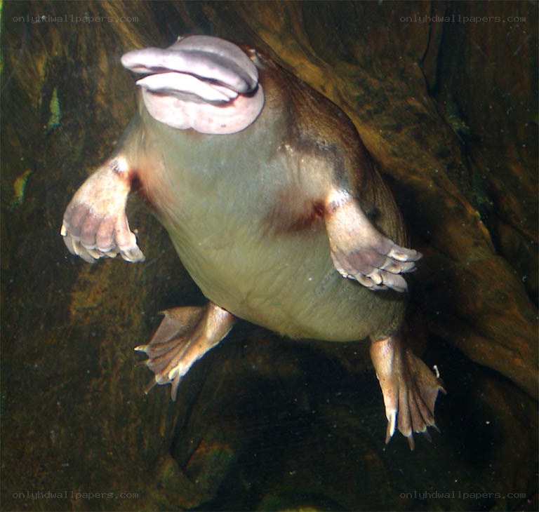 Platypus swimming underwater