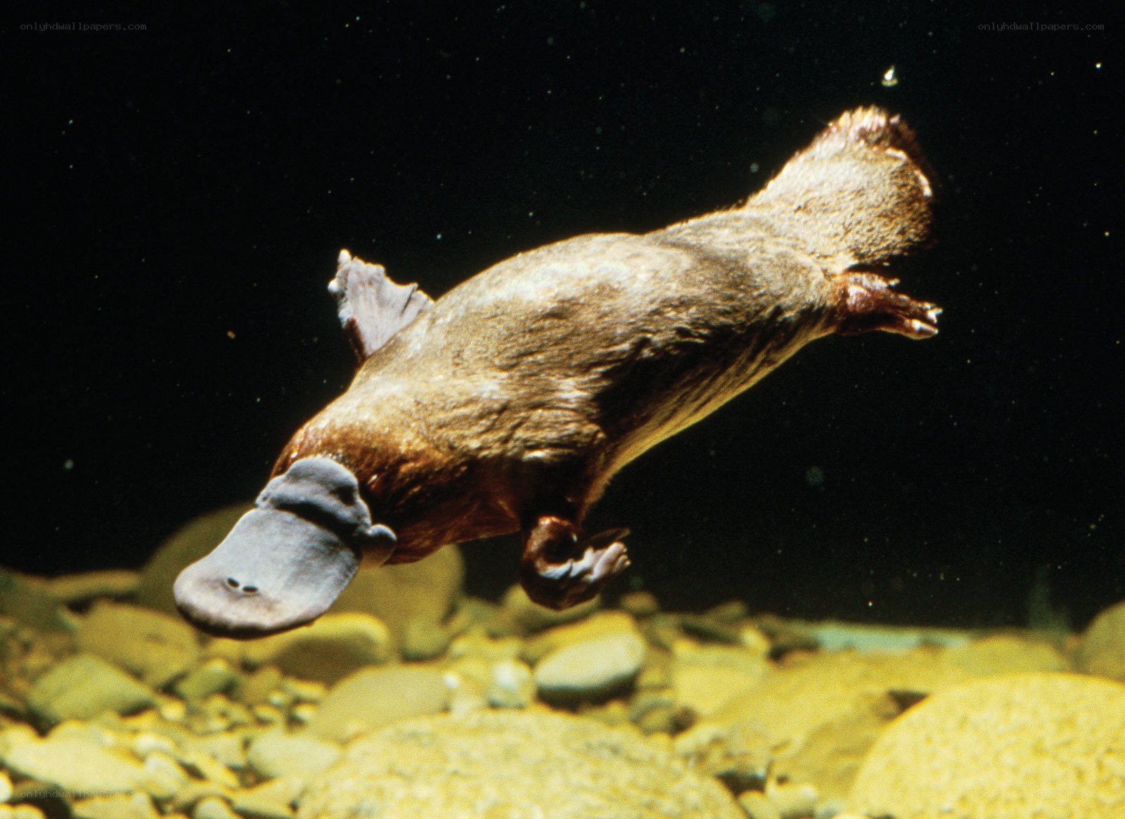 Platypus swimming underwater