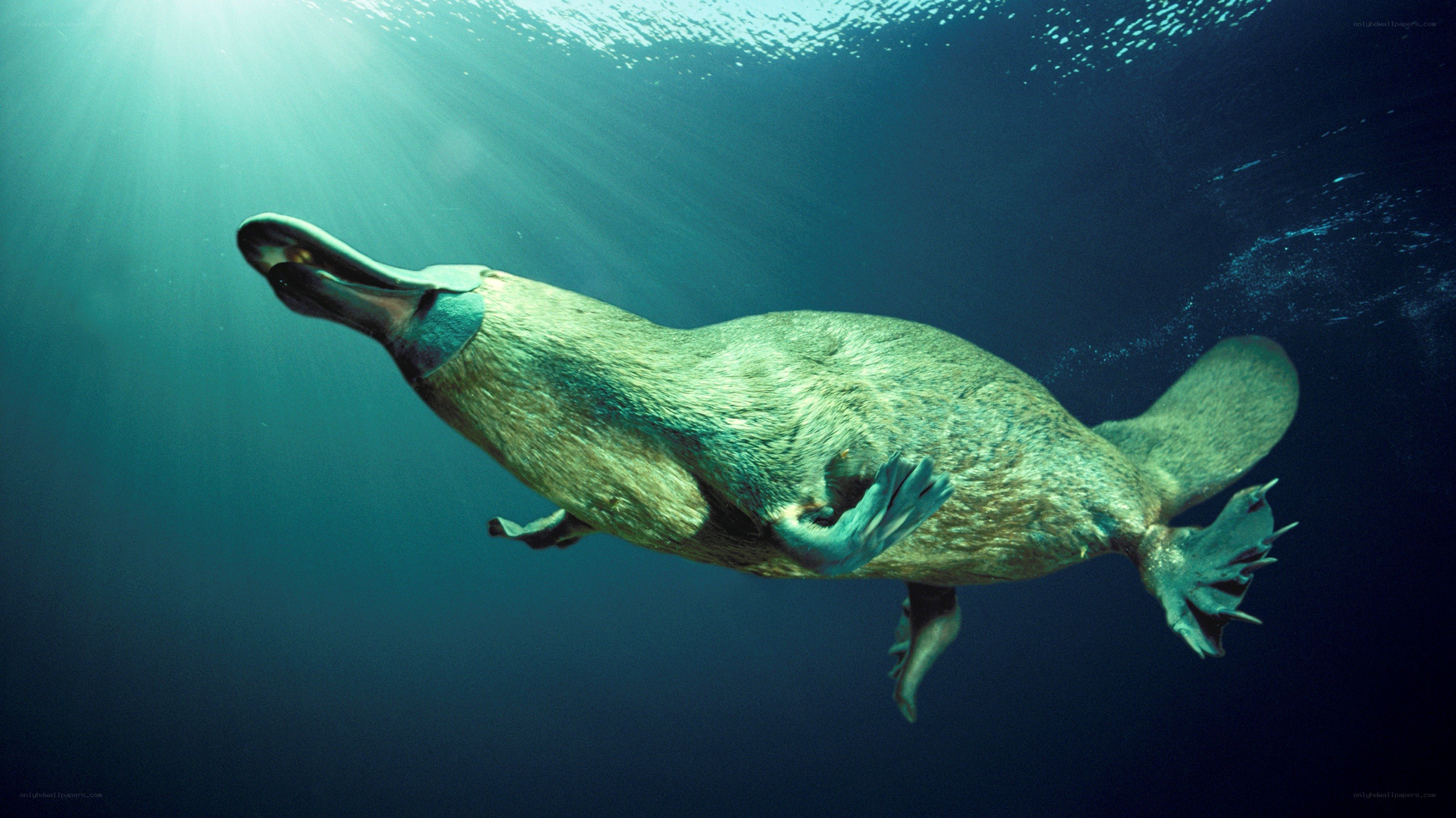 Platypus swimming underwater