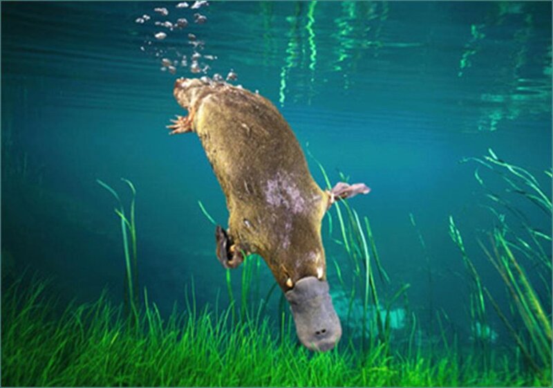 Platypus swimming underwater