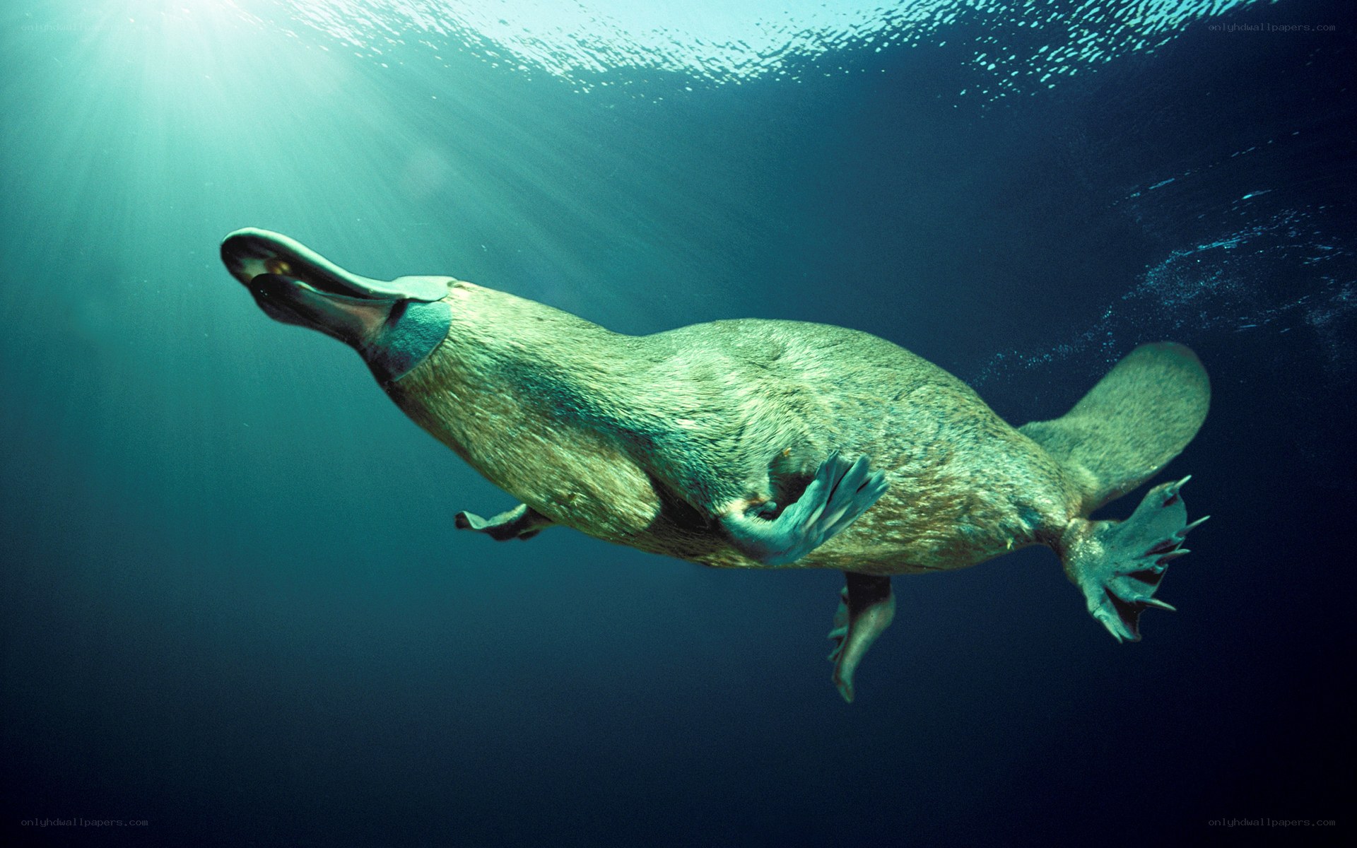 Platypus swimming underwater