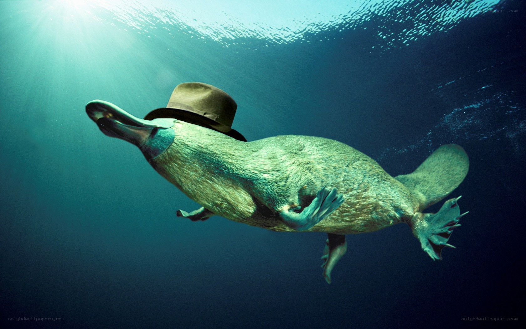 Platypus wearing a hat underwater