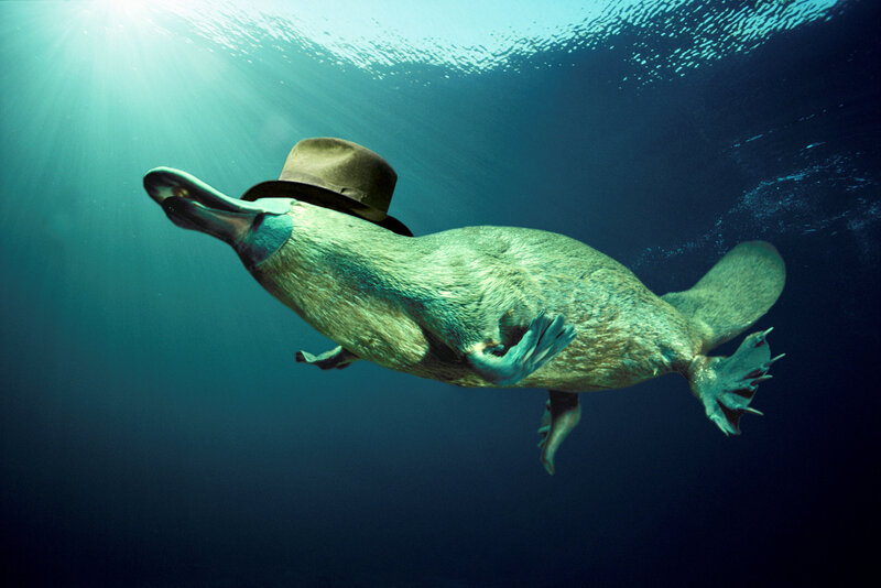 Platypus Wearing Hat